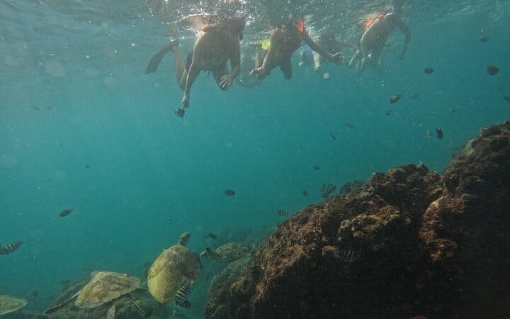 Snorkeling Trip with Turtles in Fujairah Including Hotel Pickup from Dubai and Sightseeing Return Image 4