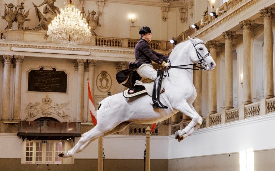Spanish Riding School Performance of the Lipizzans (70 min) Image 2