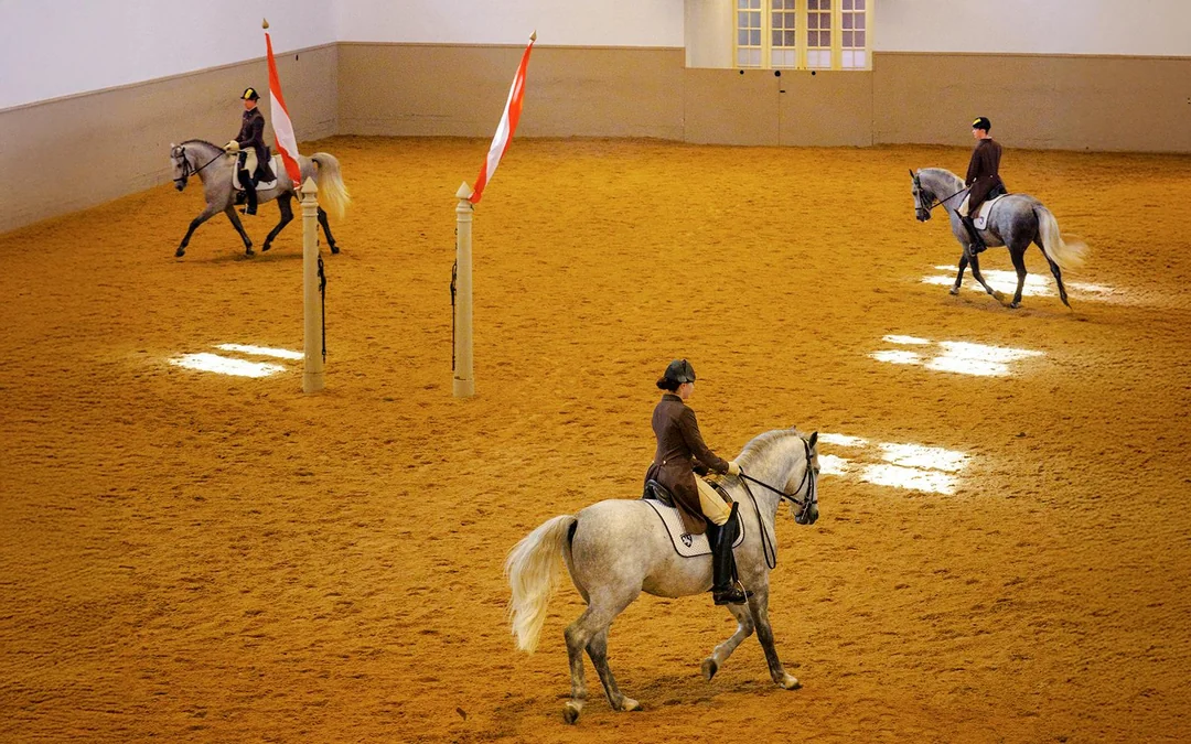 Spanish Riding School Performance of the Lipizzans (70 min) Image 3