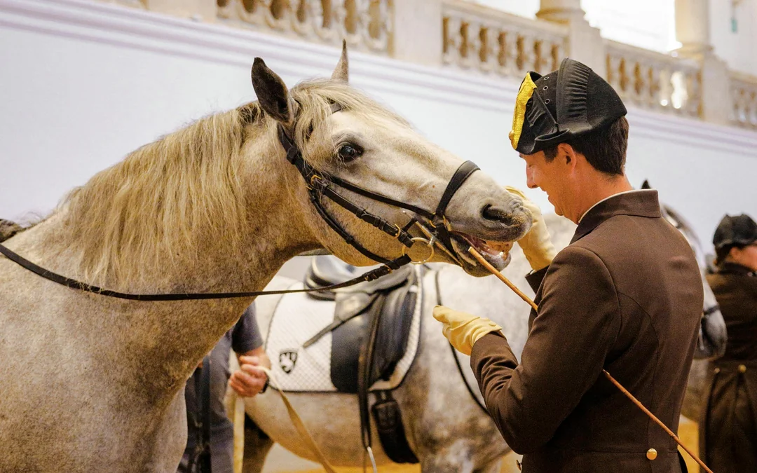 Spanish Riding School Performance of the Lipizzans (70 min) Image 6