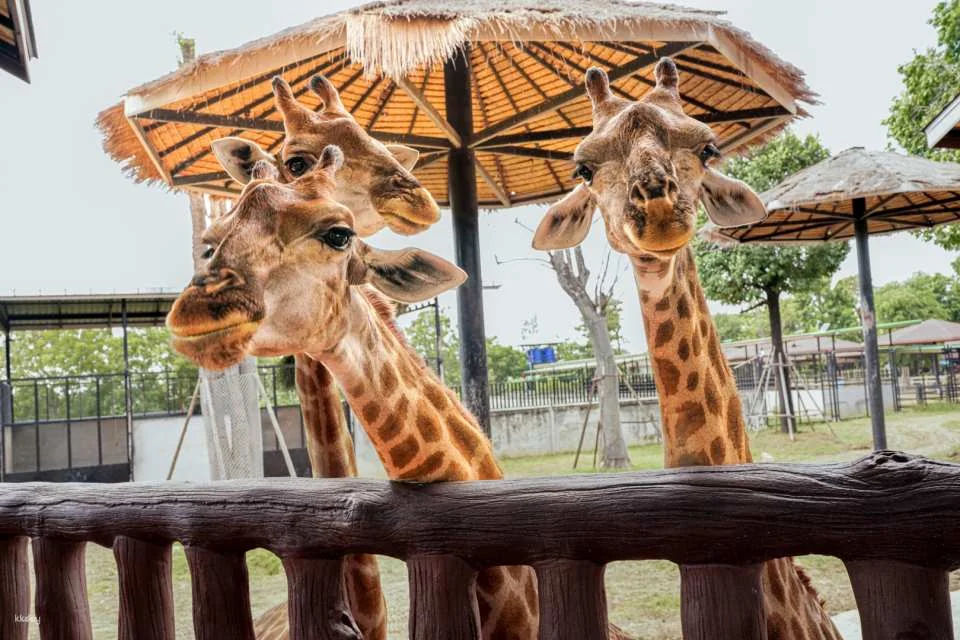 Sriayuthaya Lion Park Admission Ticket | Thailand