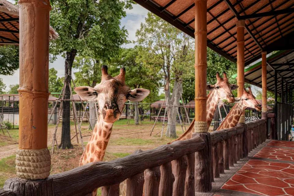 Sriayuthaya Lion Park Admission Ticket | Thailand