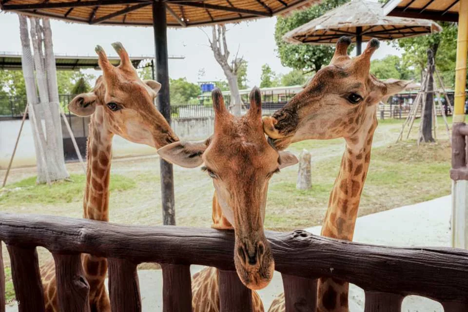 Sriayuthaya Lion Park Admission Ticket | Thailand