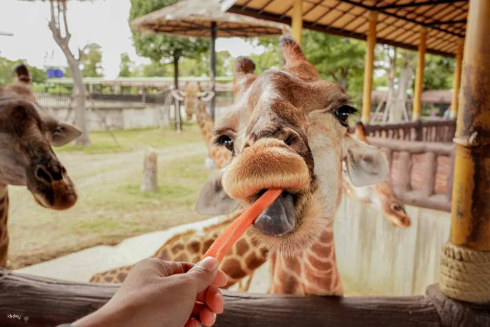 Sriayuthaya Lion Park Admission Ticket | Thailand