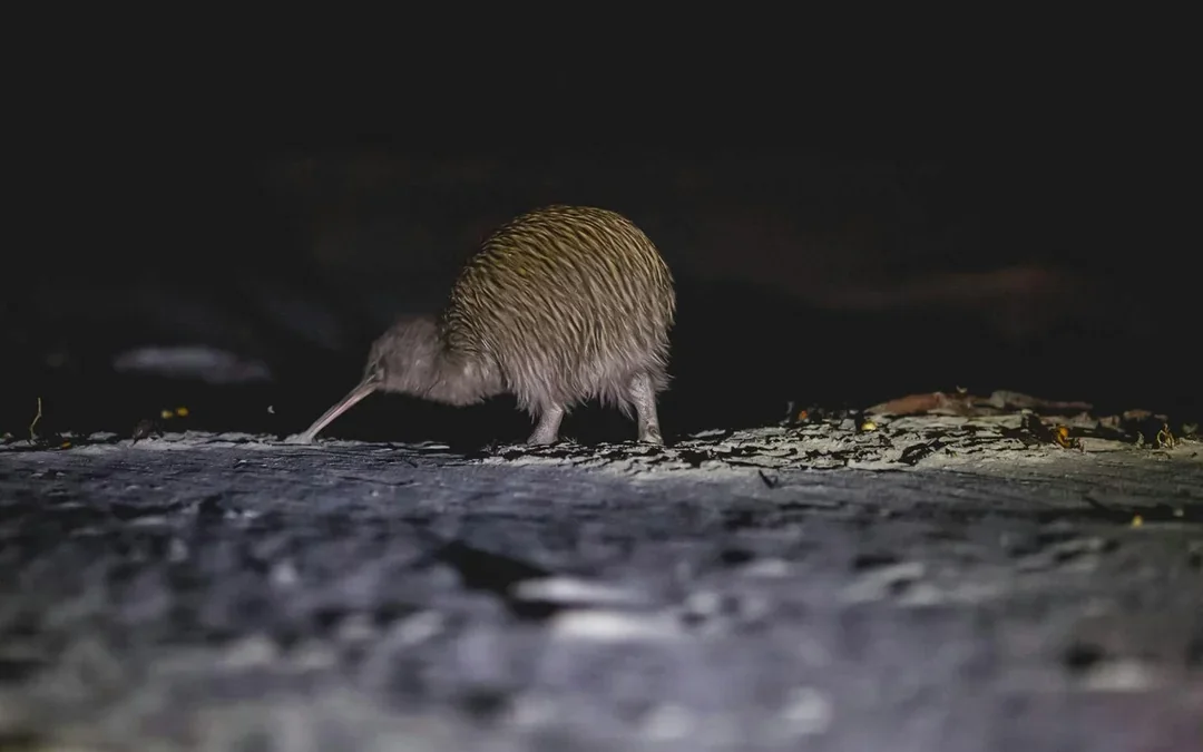 Stewart Island Wild Kiwi Encounter Image 2