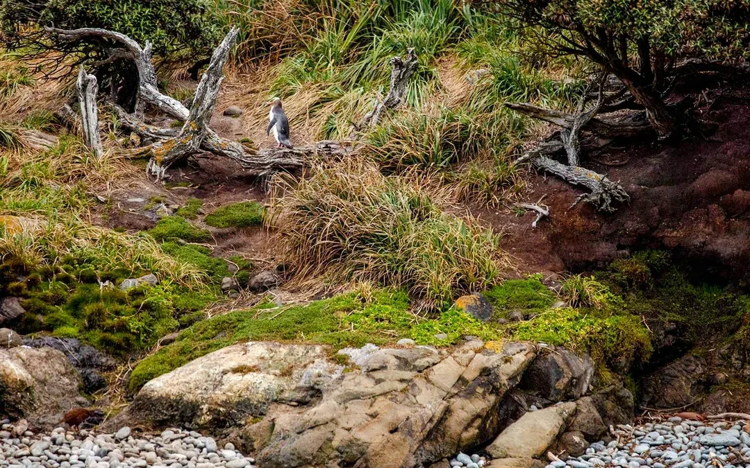 Stewart Island Wild Kiwi Encounter Image 5