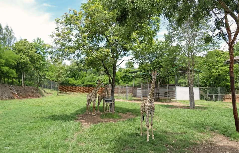 Suan Phueng Private Day Private Charter with Tour Guide Option | Bangkok, Thailand