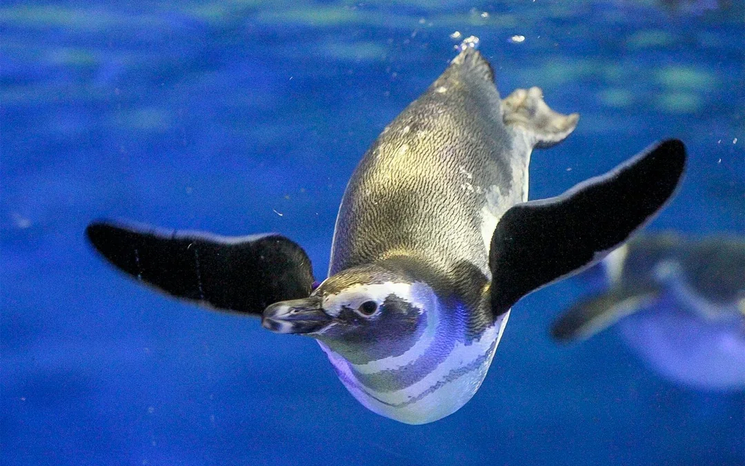 Sumida Aquarium Tickets Image 5
