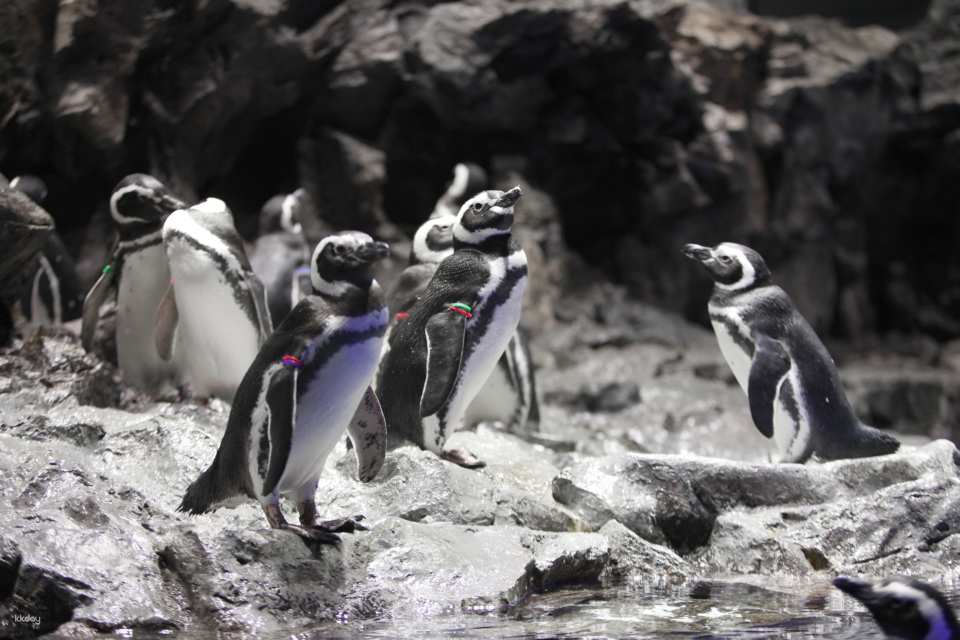 Sumida Aquarium Tickets in Tokyo, Japan