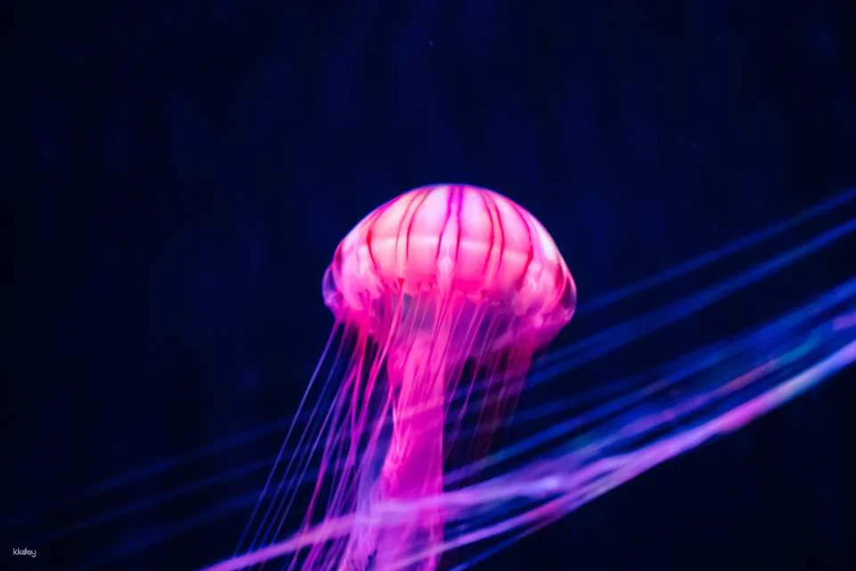 Sumida Aquarium Tickets in Tokyo, Japan