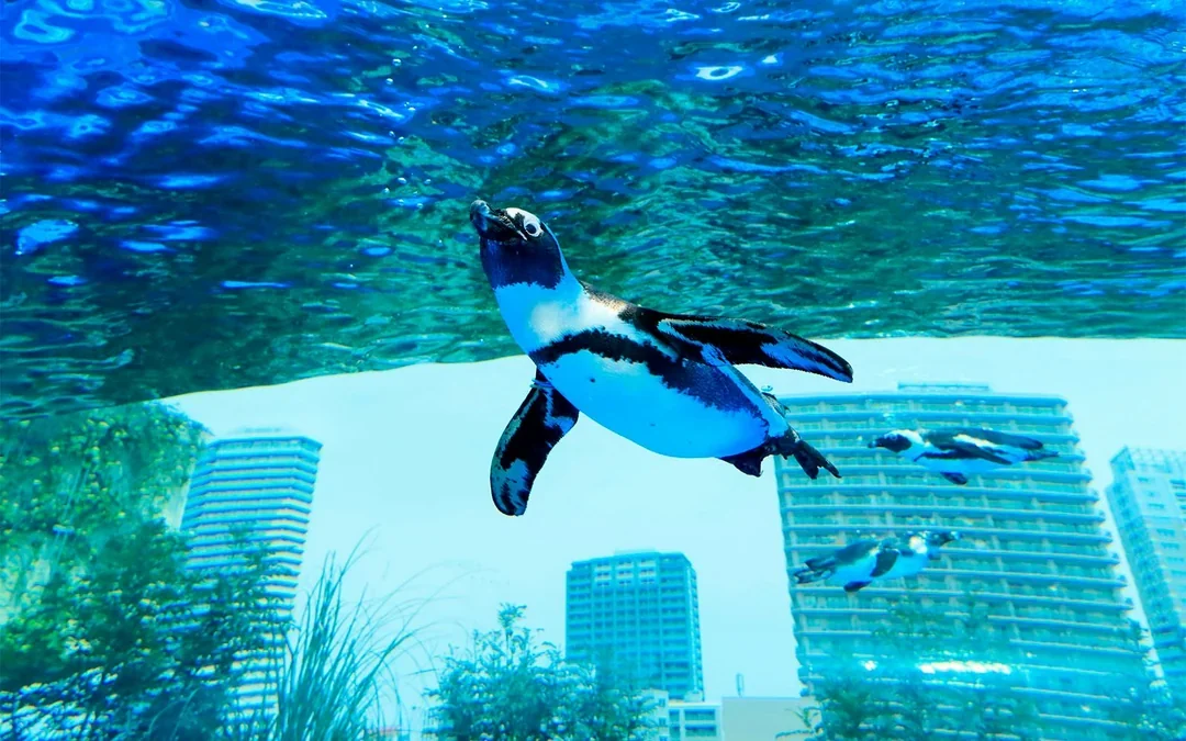 Sunshine Aquarium Tickets Image 1