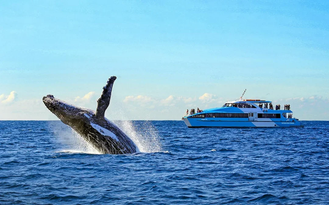 Sydney Harbour Whale Watching Cruise by Captain Cook Image 1
