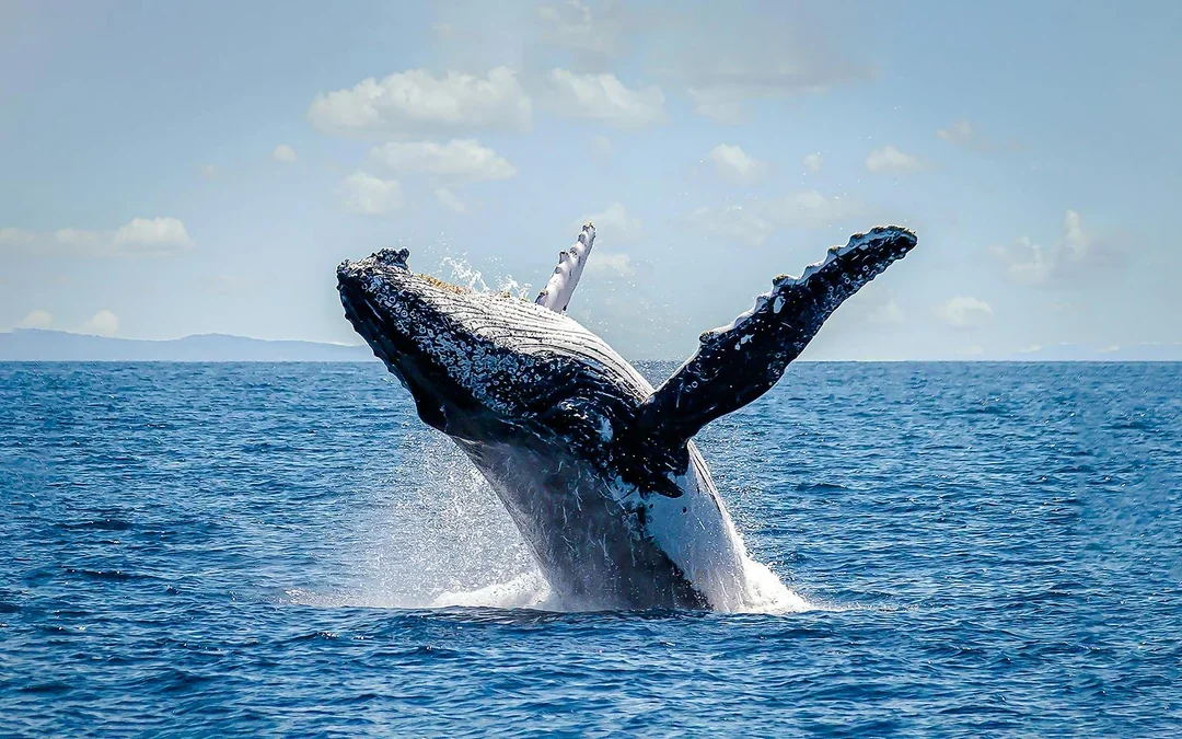 Sydney Harbour Whale Watching Cruise by Captain Cook Image 4