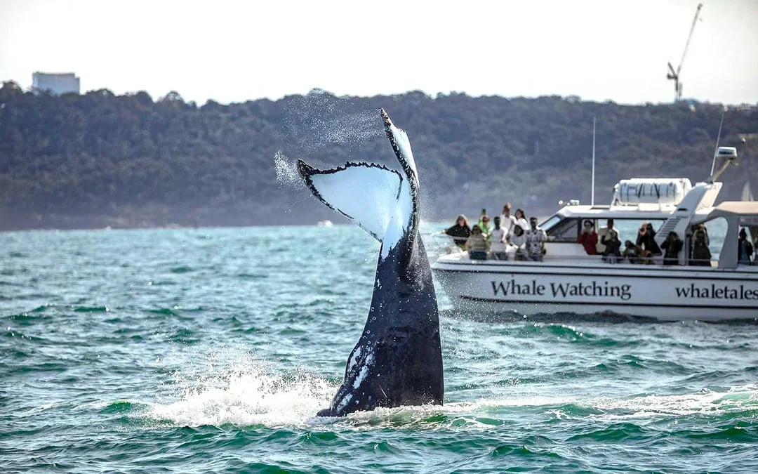 Sydney Small Group Whale Watching on Custom Water-Level Viewing Boat Image 1