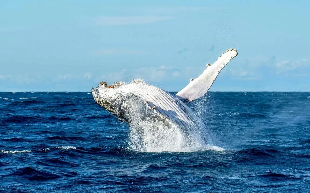 Sydney Small Group Whale Watching on Custom Water-Level Viewing Boat Image 4