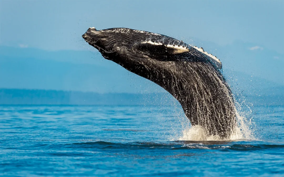 Sydney Whale Watching Cruise with Marine Biologist Commentary Image 1