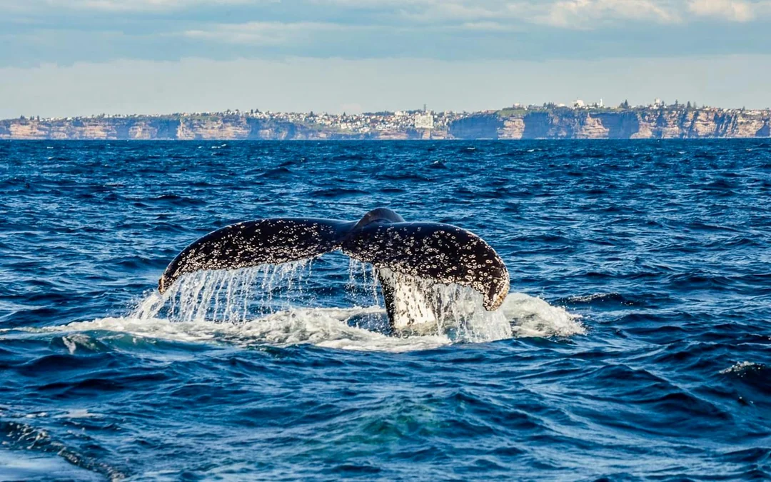 Sydney Whale Watching Cruise with Marine Biologist Commentary Image 2