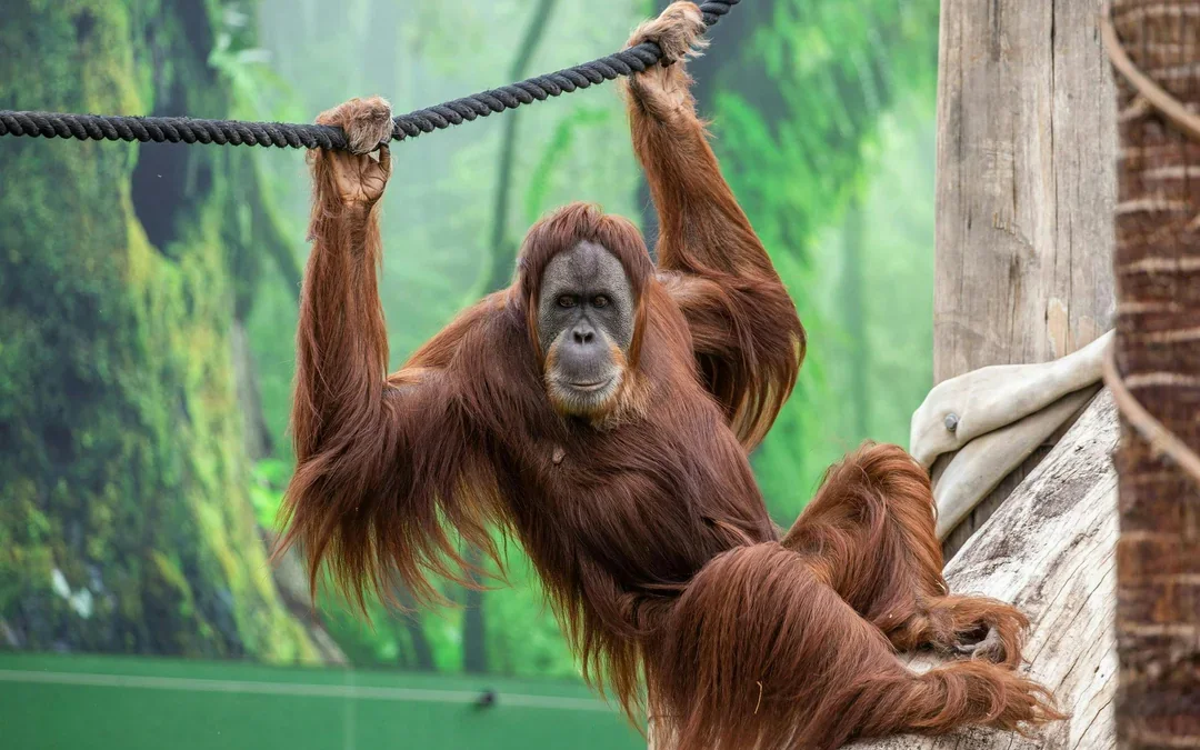 Sydney Zoo Tickets Image 7