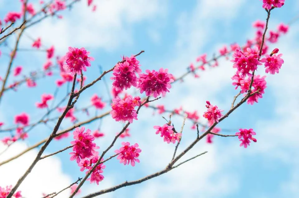 Taichung Baxianshan National Forest Recreation Area Tickets