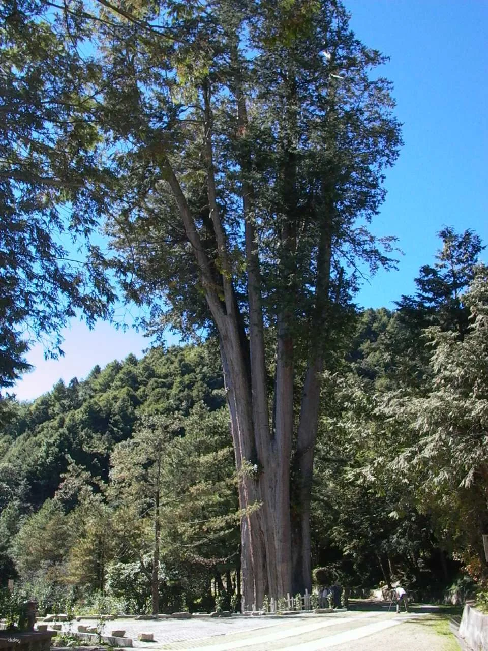 Taichung Daxueshan National Forest Recreation Area Ticket