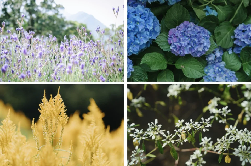 Taichung Lavender Forest Ticket