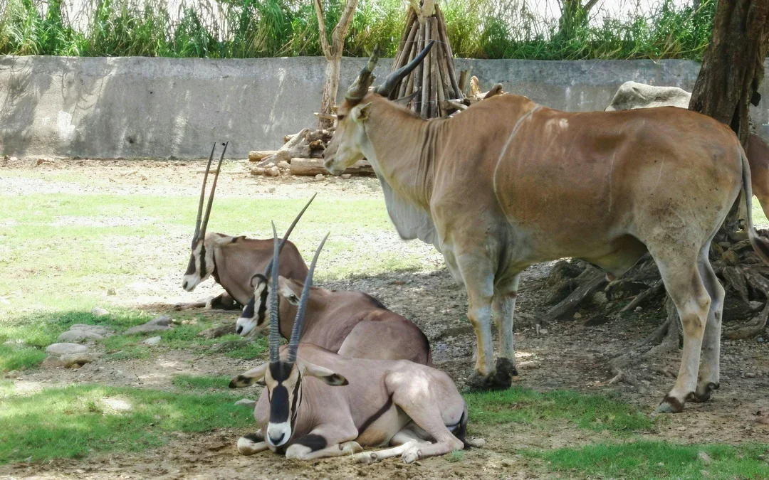 Taipei Zoo Entry with Maokong Gondola Ticket Image 11
