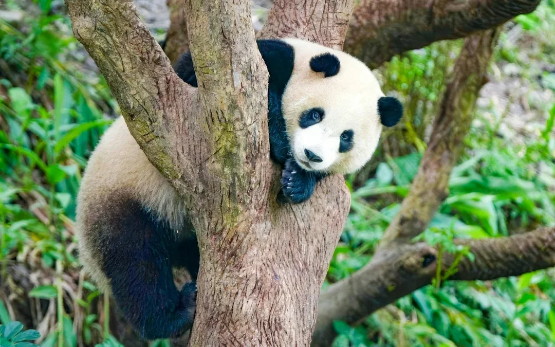 Taipei Zoo Entry with Maokong Gondola Ticket Image 5
