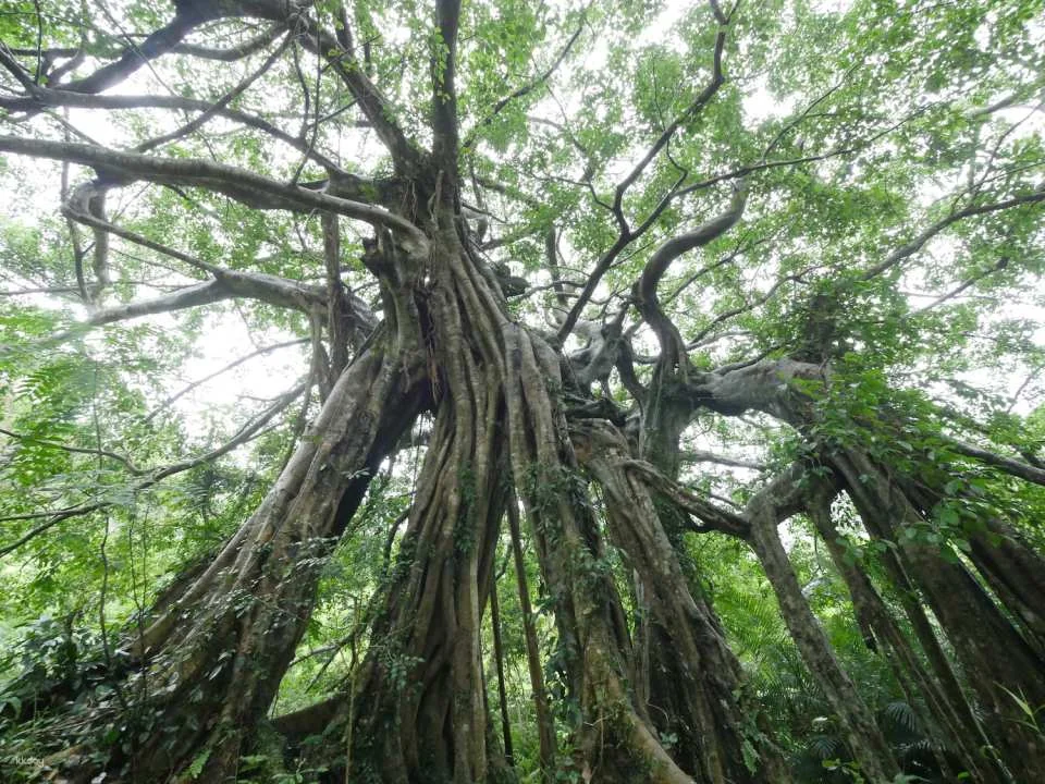 Taitung Zhiben National Forest Recreation Area Tickets