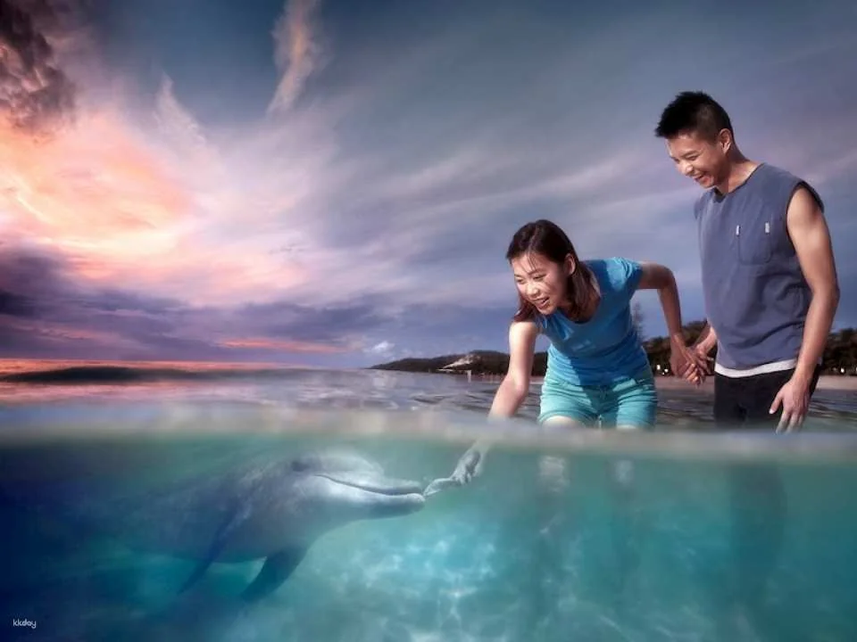 Tangalooma Desert Safari Day Cruise with Bus Transfers from Gold Coast