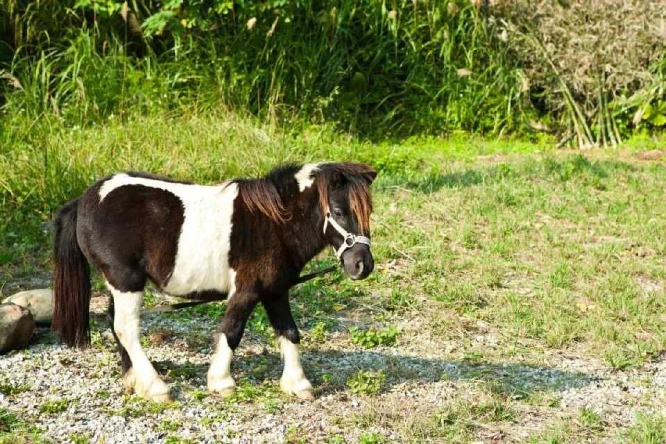 Taoyuan Futian Garden Farm Tickets