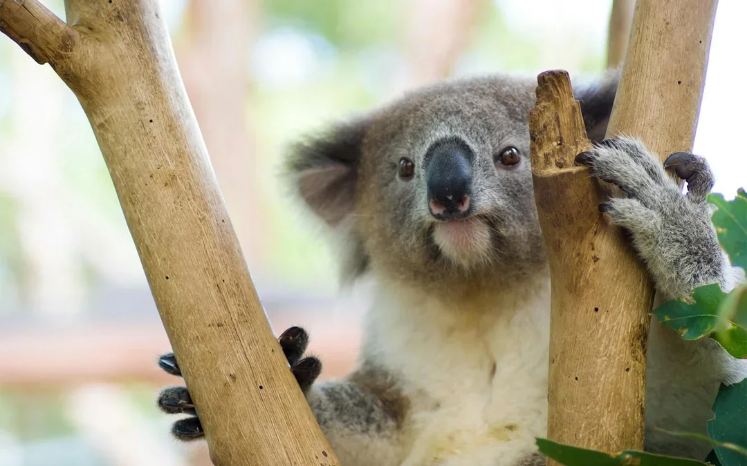 Taronga Zoo Tickets Image 11