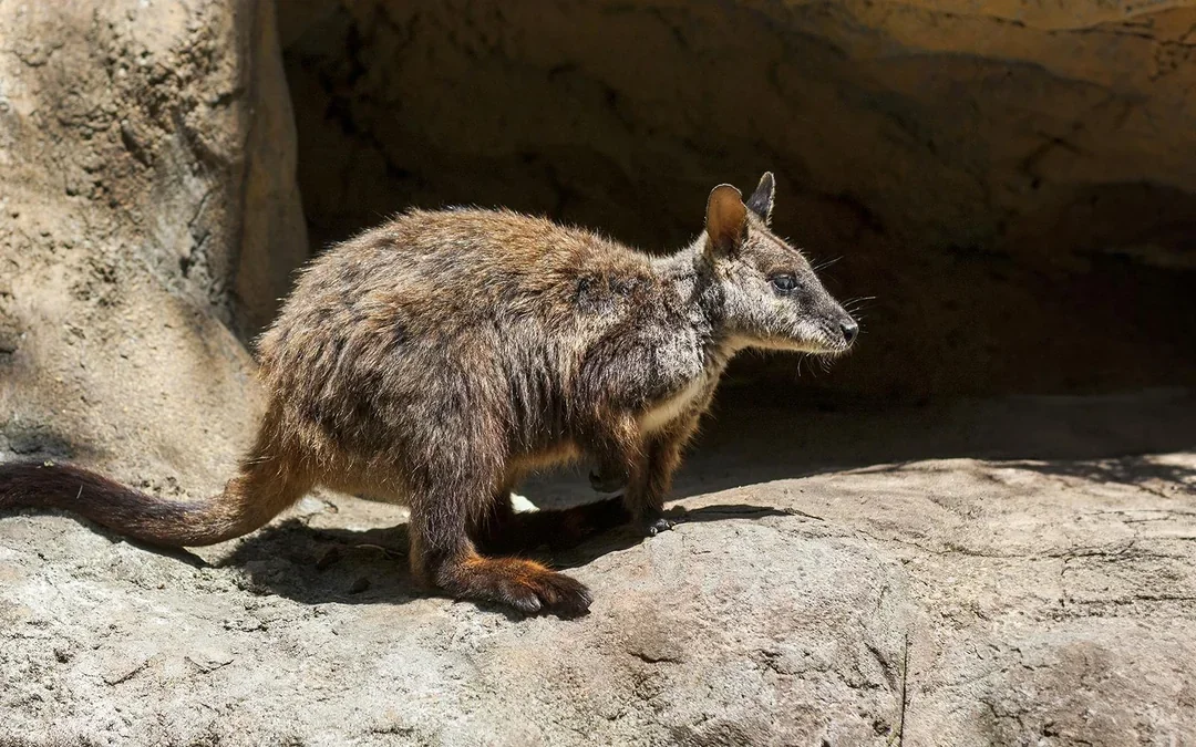 Taronga Zoo Tickets Image 7