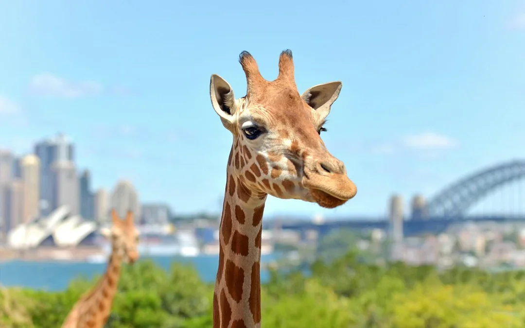 Taronga Zoo Tickets Image 9