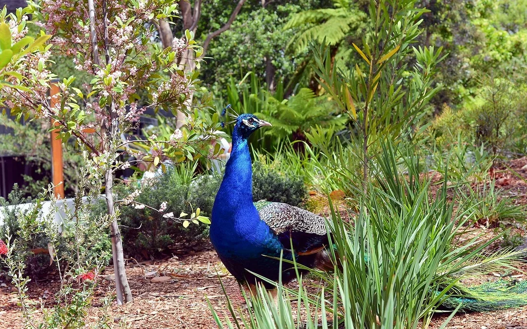 Taronga Zoo Tickets Image 10