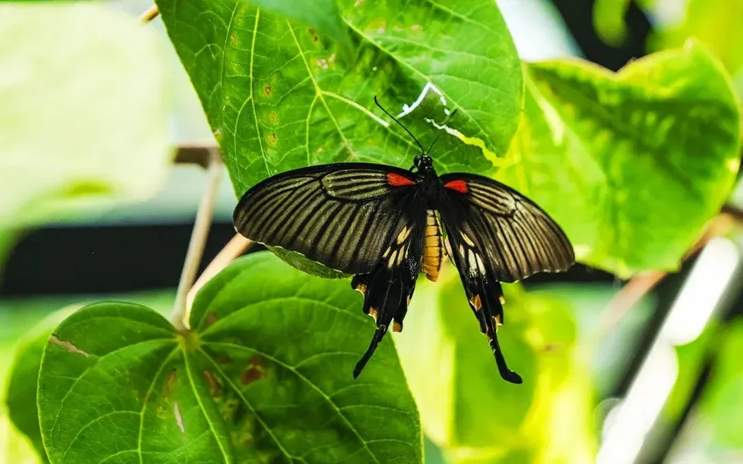 The Butterfly Gardens Abu Dhabi Entry Ticket Image 3