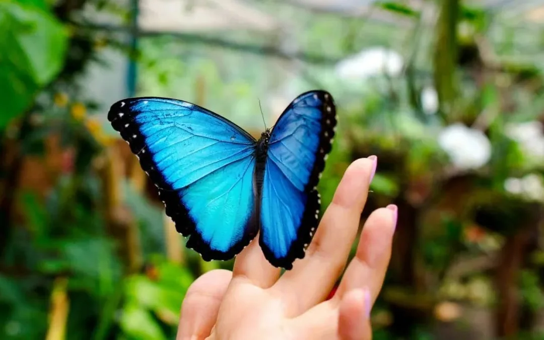 The Butterfly Gardens Abu Dhabi Entry Ticket Image 4
