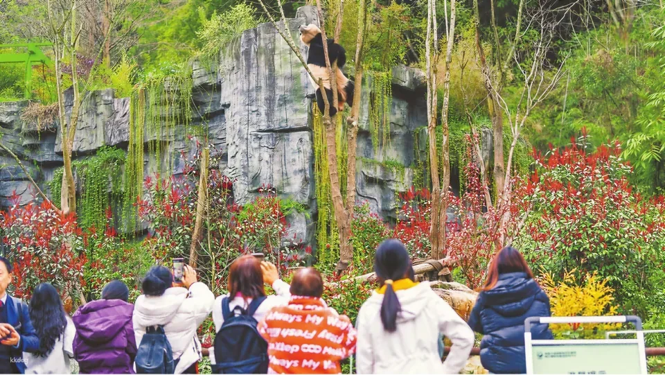 都江堰中華熊貓谷門票(隸屬成都大熊貓繁育基地野放區)