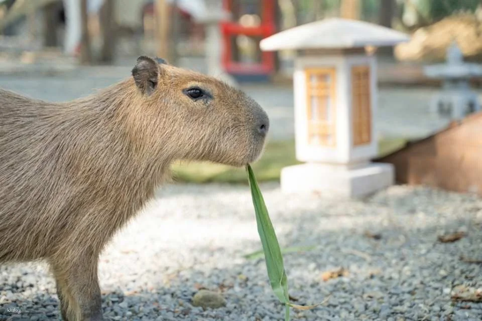 Tickets for Chiayi Meie Shangshu Cute Pet Paradise