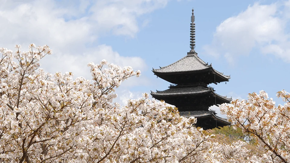 Tickets for the Ninna-ji Temple Omuro Flower Festival & Garden Visit in Kyoto, Japan