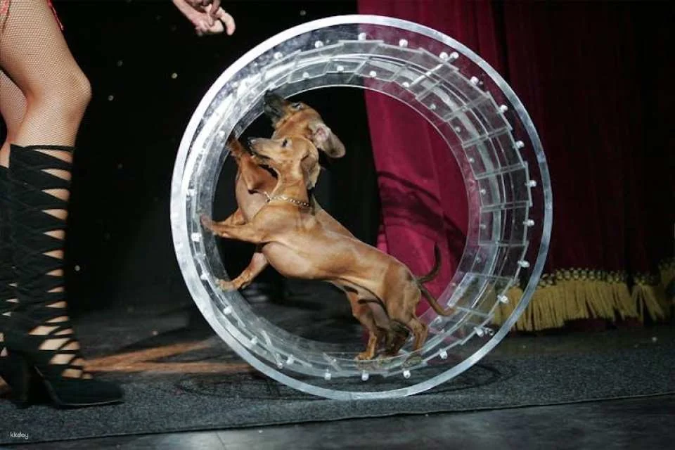 Tickets to Popovich Comedy Pet Theater