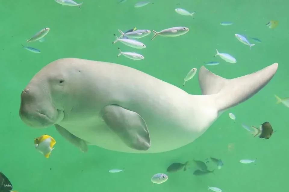 Toba Aquarium Admission Ticket｜Japan