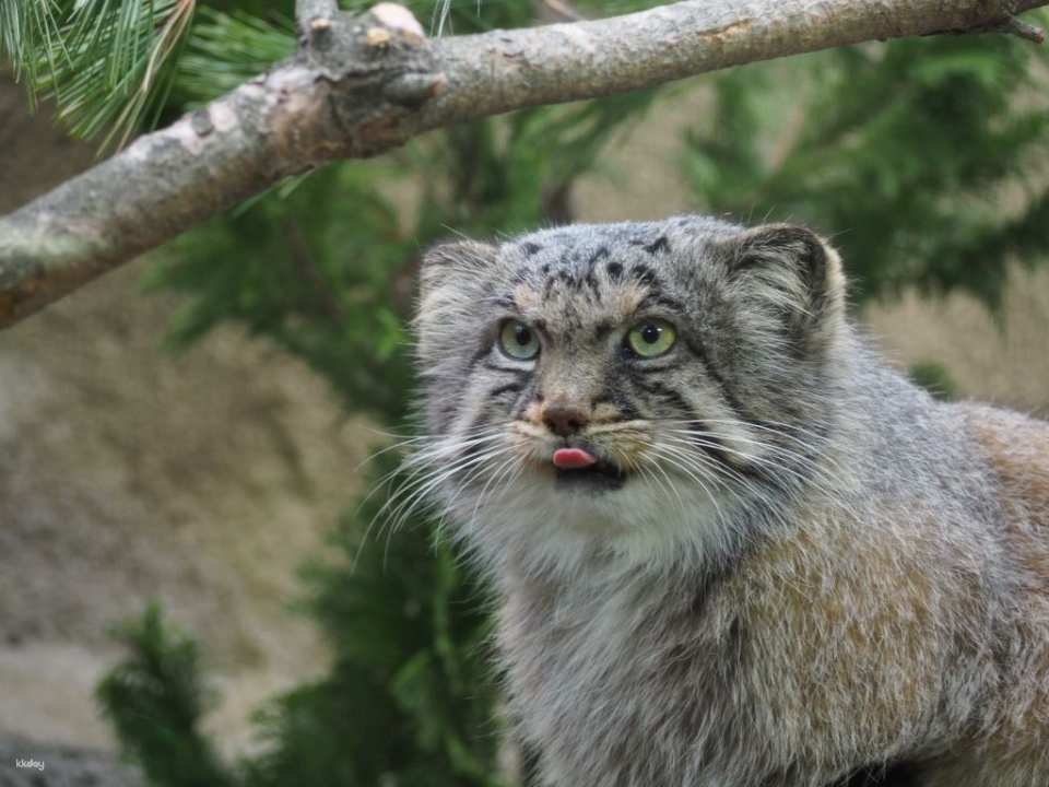 Tochigi, Japan | Nasu Animal Kingdom E-Ticket Reservation [100 yen discount off the local price!]