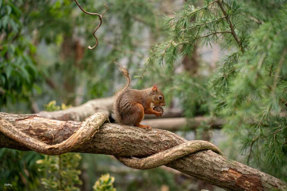 Tochigi, Japan | Nasu Animal Kingdom E-Ticket Reservation [100 yen discount off the local price!]