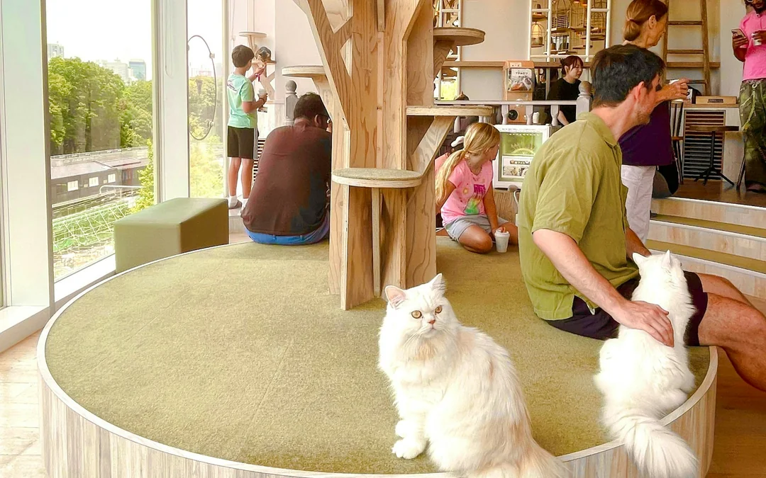 Tokyo Cat-Themed Walking Tour: Gotokuji Lucky Cat Temple and Harajuku Cat Cafe Image 2