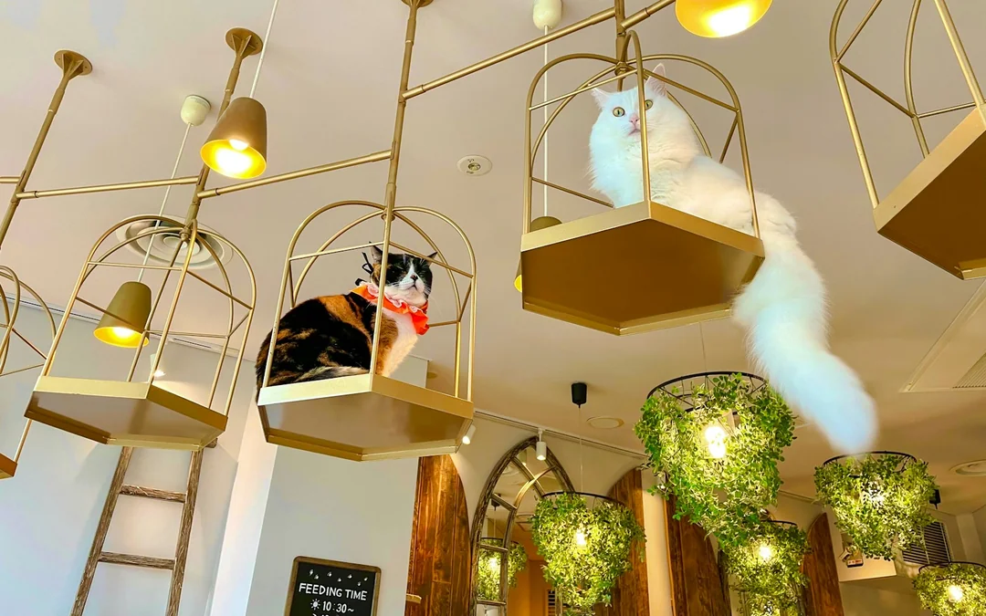 Tokyo Cat-Themed Walking Tour: Gotokuji Lucky Cat Temple and Harajuku Cat Cafe Image 8