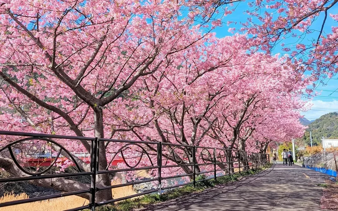 Tokyo Cherry Blossom Day Tour: Kawazu Cherry Blossom Festival and Jogasaki Coast Image 6