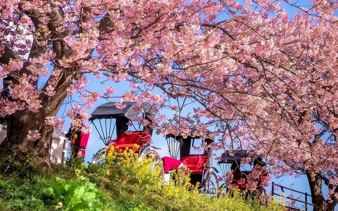 Tokyo Cherry Blossom Day Tour: Kawazu Cherry Blossom Festival and Jogasaki Coast Image 7