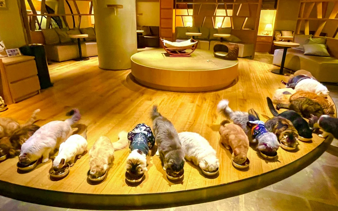 Tokyo: Gotokuji Lucky Cat Temple & Shinjuku Cat Cafe & 3D Giant Cat Tour Image 2