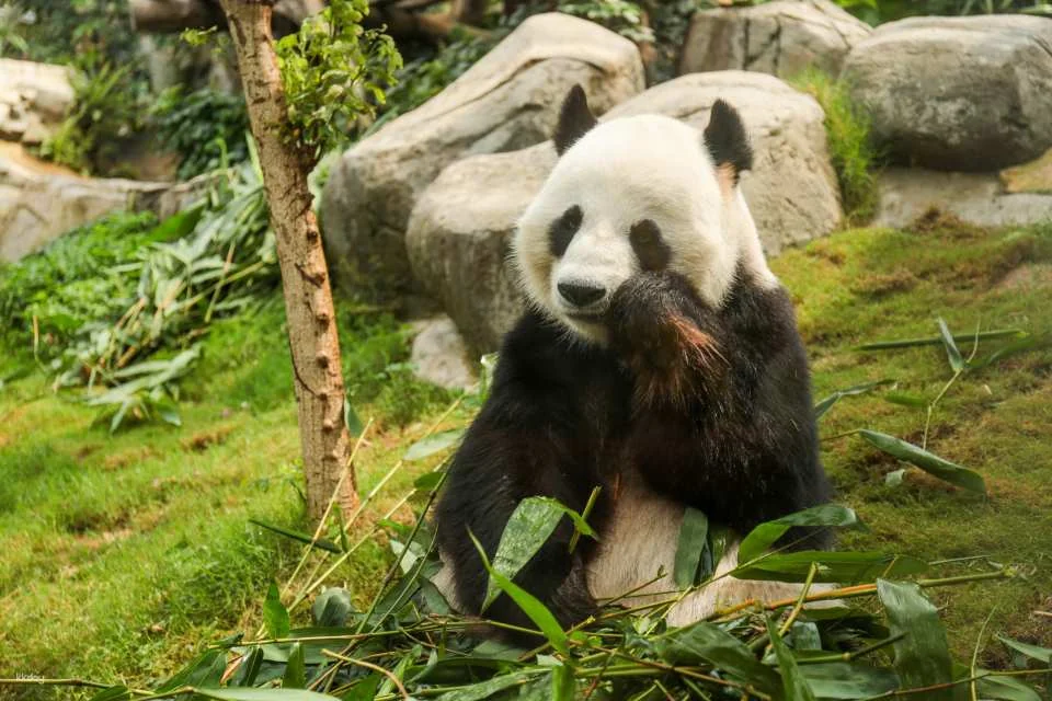 Ocean Park Hong Kong Tickets & Ocean FasTrack