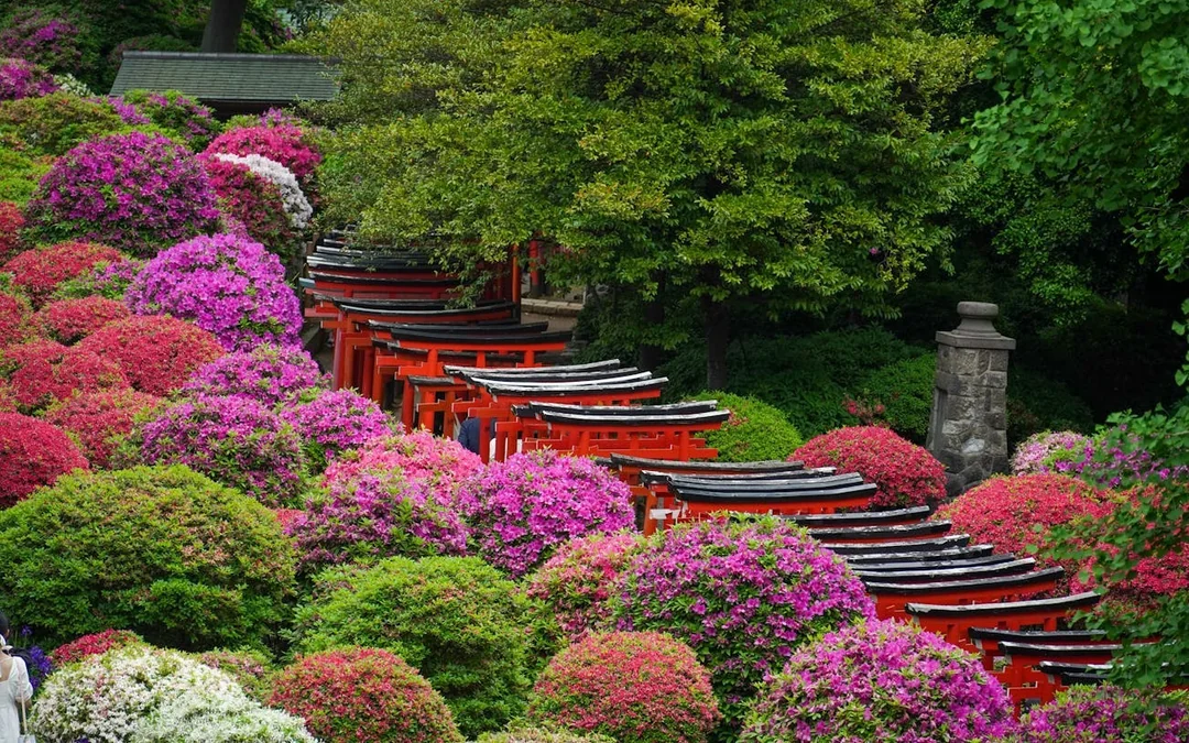 Tokyo Nezu Shrine and Yanaka Old Town Guided Walking Tour Image 3